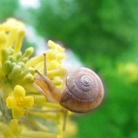 可爱蜗牛微信头像背着房子的小蜗牛