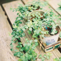 微信清新绿色植物