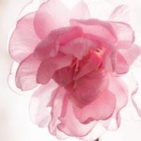 超级唯美的日本樱花图片头像