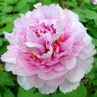 清新自然优美的手绘风景头像图片大全,大自然给我们带来的美好