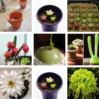 多肉植物种子枝干番杏种子碧光环种子