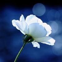 花清枫春暖花开白色蕙兰室内家居客厅餐桌假花装饰花卉套装整套