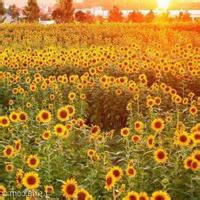 会员闪动男生头像