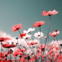 暖暖时光里的小清新唯美花朵意境头像