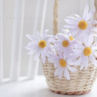 连回忆都是寂寞的唯美的小清新花朵意境个性头像