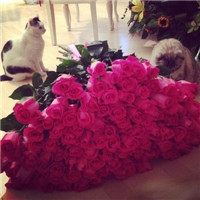 抱着鲜花的女生头像,微信头像女生捧大束鲜花,鲜花的女生头像,手