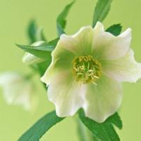 微信头像风景花朵唯美,非主流唯美风景微信头像,微信头像小清新风景