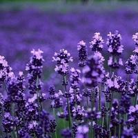 森系小清新头像春天里绽放的花朵