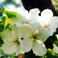 素雅清新的60张白色花个性头像喜欢那白如雪的美妙世界