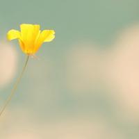 欧美超拽黑白女生头像不要鲜花不想受委屈