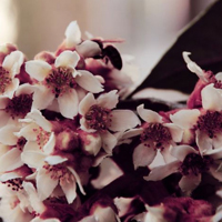 绽放在枝头的花朵唯美头像可爱卡通头像微信