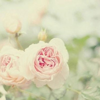 为爱逃亡醉在异乡优雅干净的带花朵的唯美个性头像