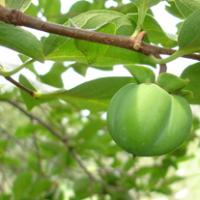 小桥流水人家唯美男生头像图片山村,树木微信唯美意境风景头像图