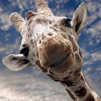呆萌的长颈鹿个性头像需