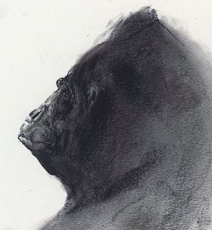 大猩猩素描图片