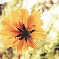 唯美伤感昦意境头像