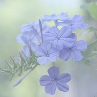 紫色意境高贵的紫色意境