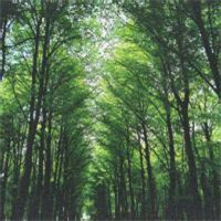 森林头像阳光森林