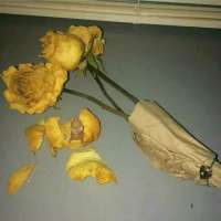 微信头像唯美意境