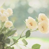 唯美意境头像贴吧