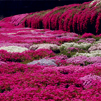 美的花朵,花儿风景意境头像,最美丽的地方最好的回忆了