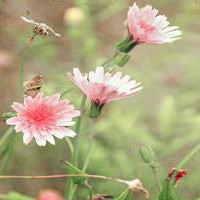 的小清新唯美花朵意境头像