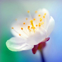 ,英姿勃发唯美花朵意境头像图片,花色迷人充满了爱意