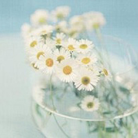 性的唯美小清新意境微信头像图片,风景动物静物