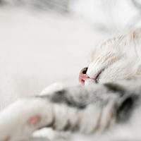 该纯白色唯美意境个性头像