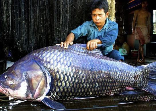 盘点捕获的各类恐怖怪鱼