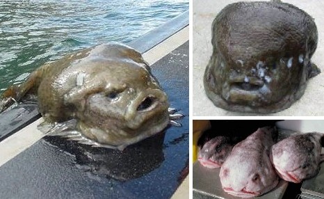 盘点捕获的各类恐怖怪鱼