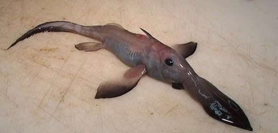 盘点捕获的各类恐怖怪鱼