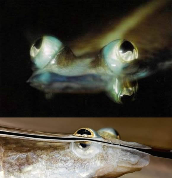 盘点捕获的各类恐怖怪鱼