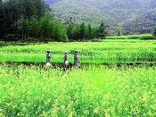 ������/���̤������װ�5.9���ػ�99Ԫ�������̹�����������̩������