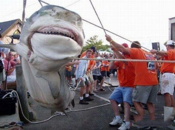 盘点捕获的各类恐怖怪鱼