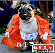 我微信也是群主！！