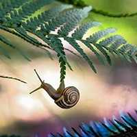 悬挂的蜗牛 动物