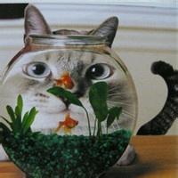 猫鱼缸