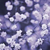紫色和白色结合的微信花朵头像