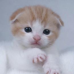 搞笑贴吧大头像