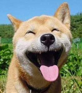 秋田犬搞笑头像