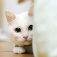 扣1给你配头像皮卡堂吧百度贴吧_微信头像图