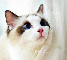 可爱小动物卡通形象的微信头像想你的夜,我不愿