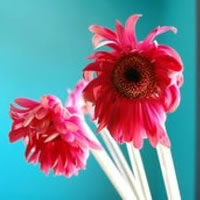 生活中的唯美意境头像你说的爱我是在我爱你以后