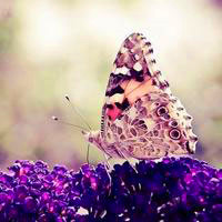 唯美风景意境头像2